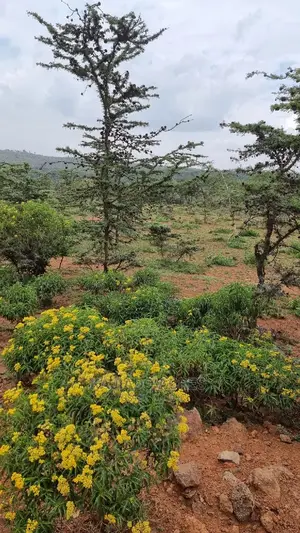Prime 10 Acres Kimuka Distress Sale at 4m Per Acre