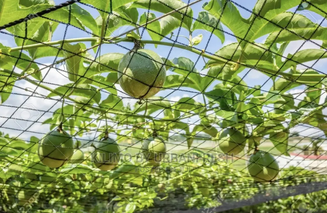 Crop Trellising Net 5M X 133m