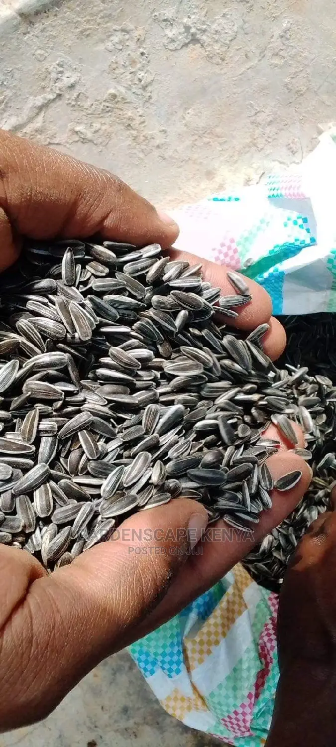 Oil Extraction Sunflower Seeds Per Kg