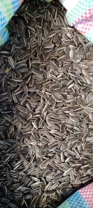 Oil Extraction Sunflower Seeds Per Kg
