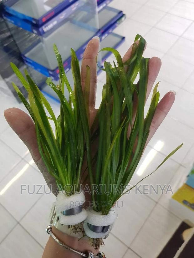 Live Plants for Aquariums - main view