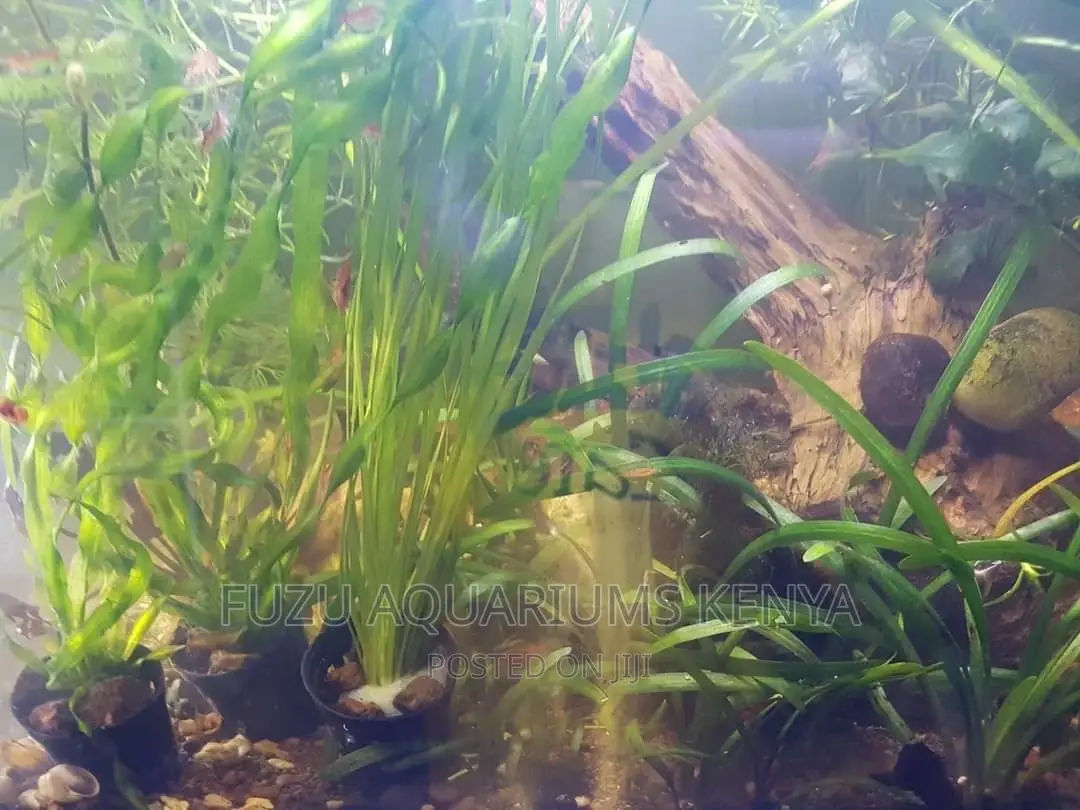 Live Plants for Aquariums