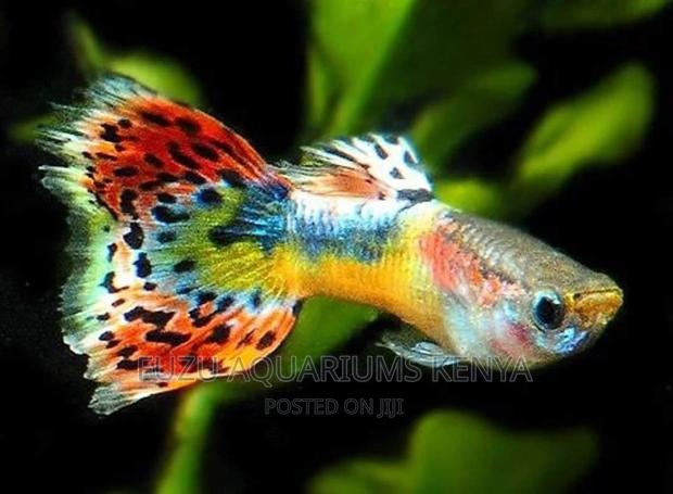 Guppies Fish - main view
