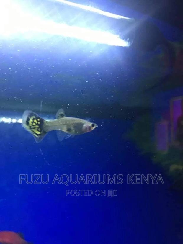 Guppies Fish - thumbnail 3