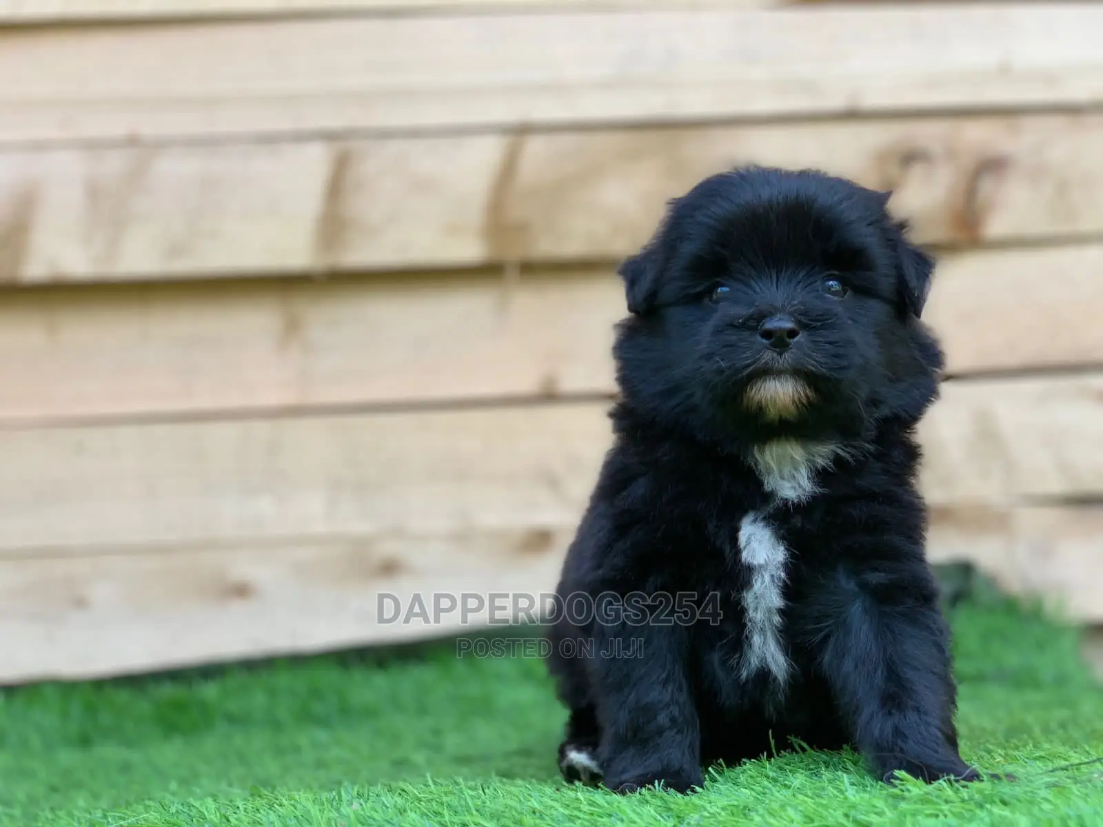 1-3 Month Male Purebred Havanese