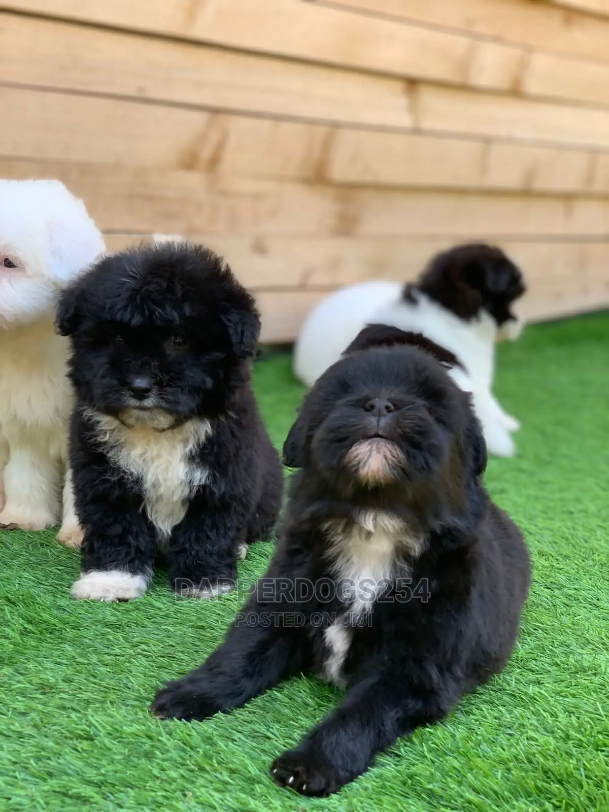 1-3 Month Male Purebred Havanese