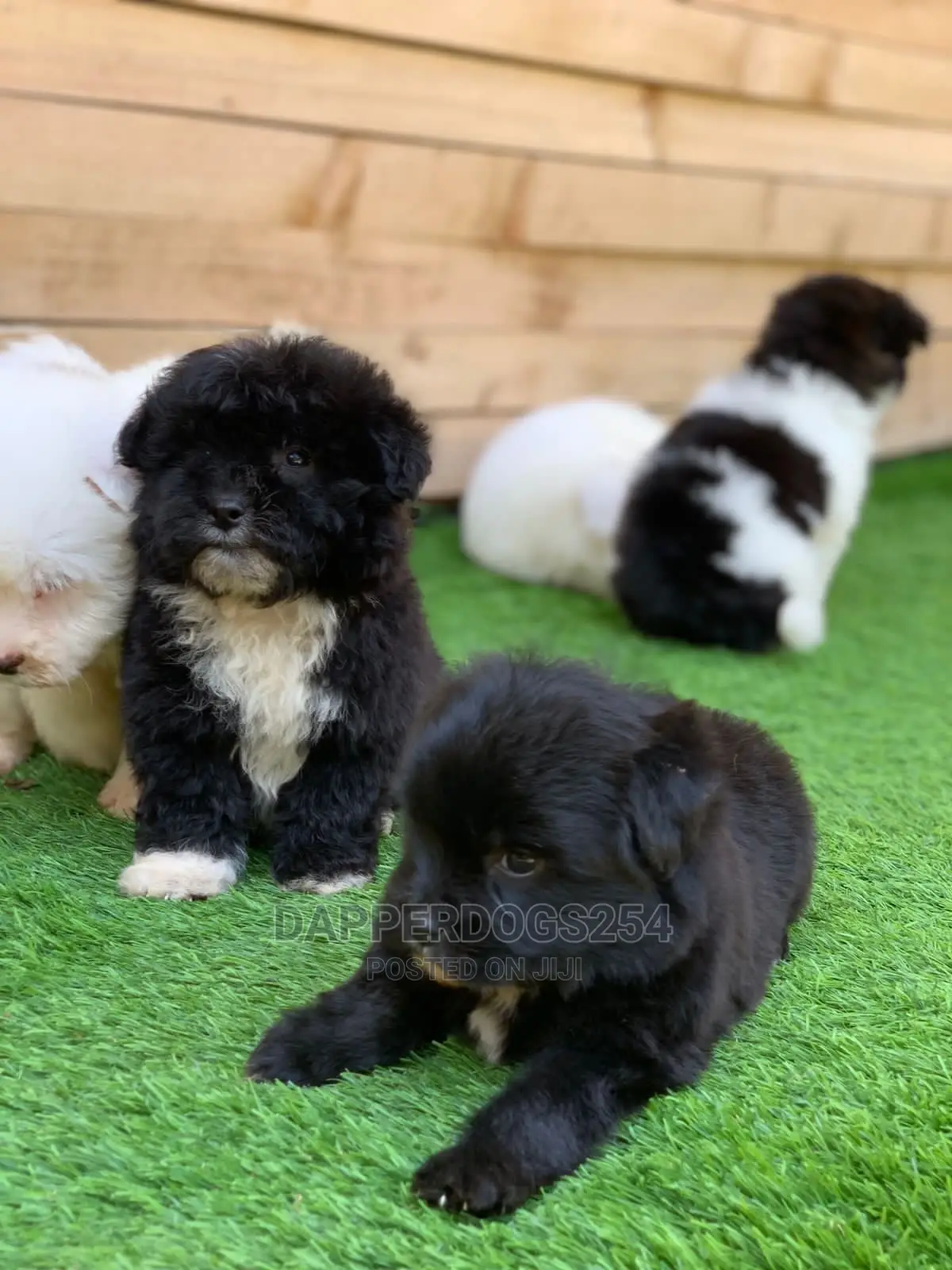 1-3 Month Male Purebred Havanese