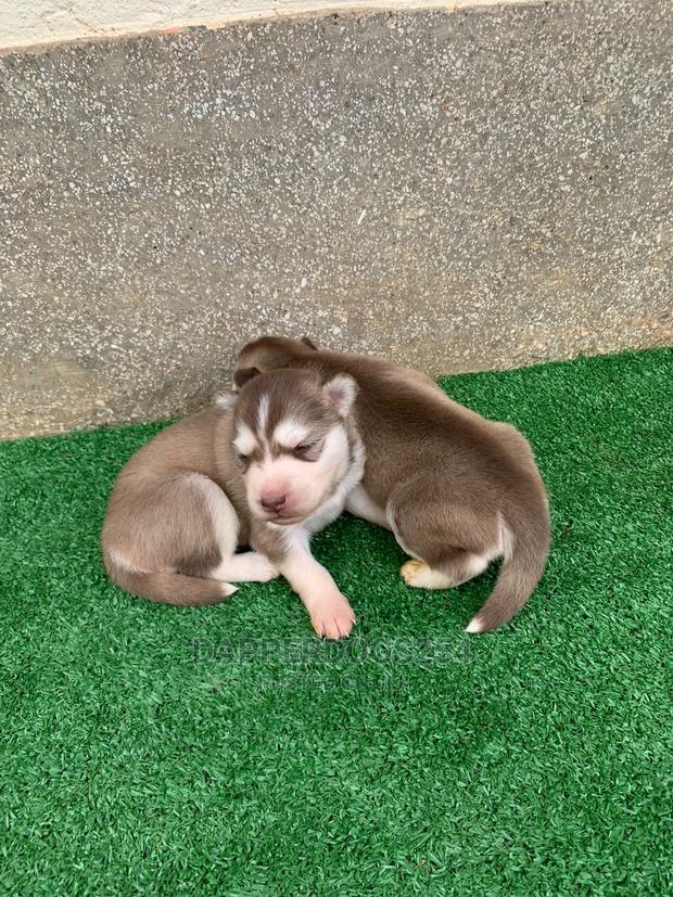 1-3 months Male Purebred Siberian Husky