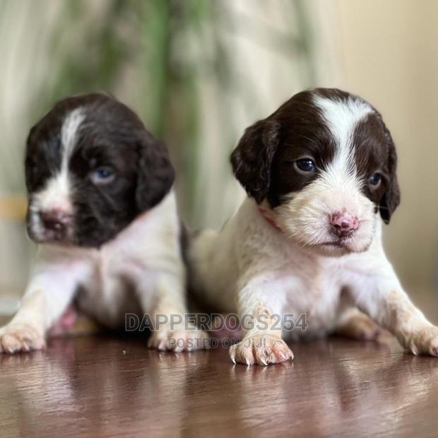1-3 Month Male Purebred English Springer Spaniel - thumbnail 2