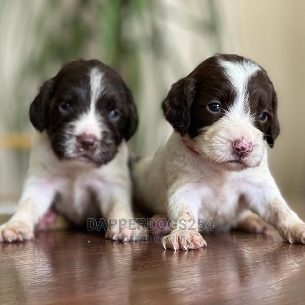 1-3 Month Male Purebred English Springer Spaniel
