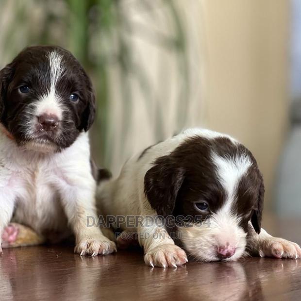 1-3 Month Male Purebred English Springer Spaniel - thumbnail 3