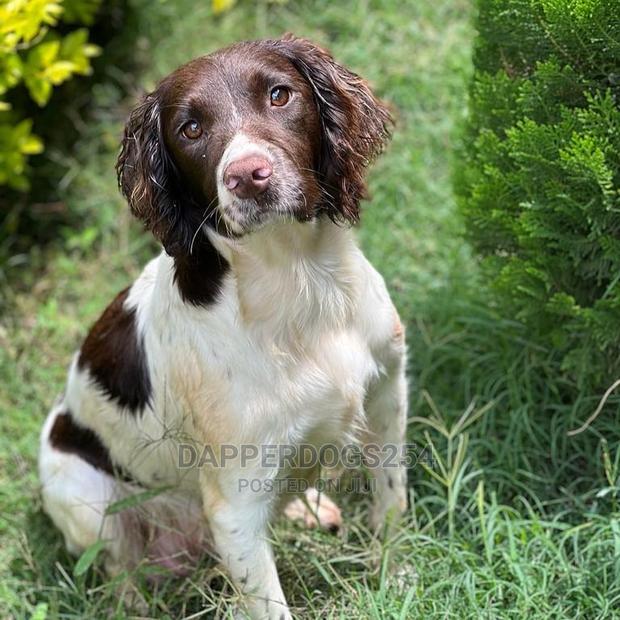 1-3 Month Male Purebred English Springer Spaniel - thumbnail 5
