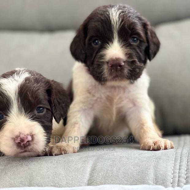 1-3 Month Male Purebred English Springer Spaniel - thumbnail 4