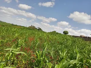 1⁄8plot With Titledeed Kangema Farmland Near Thika Greens