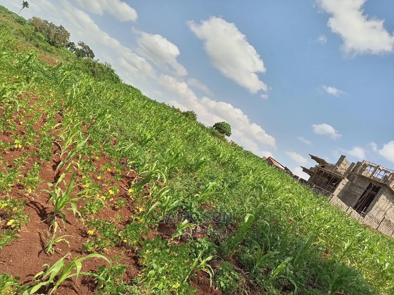 1⁄8plot With Titledeed Kangema Farmland Near Thika Greens