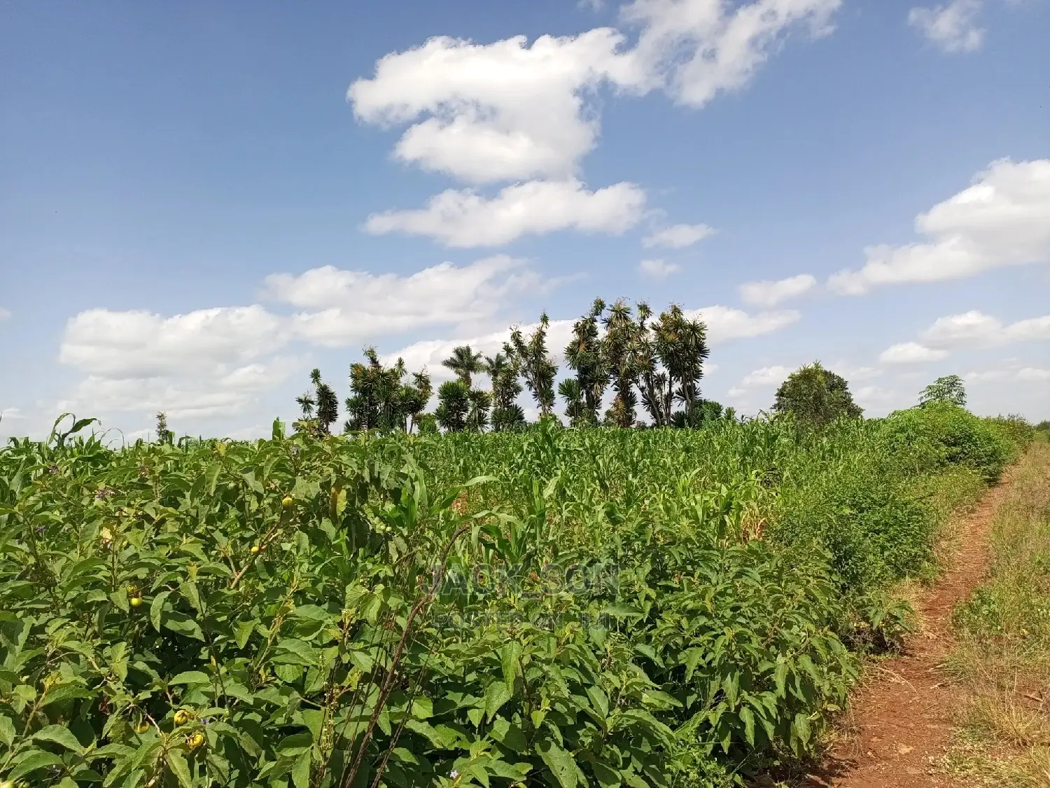 1⁄8plot With Titledeed Kangema Farmland Near Thika Greens