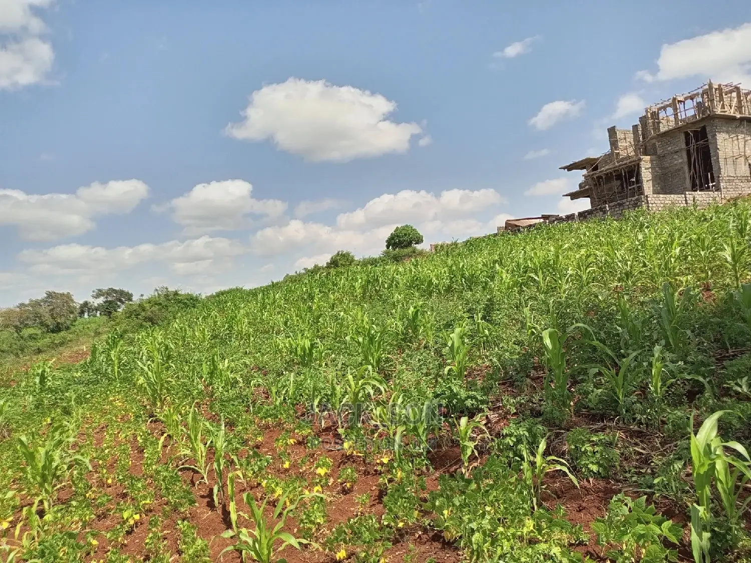 1⁄8plot With Titledeed Kangema Farmland Near Thika Greens