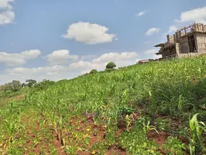 1⁄8plot With Titledeed Kangema Farmland Near Thika Greens