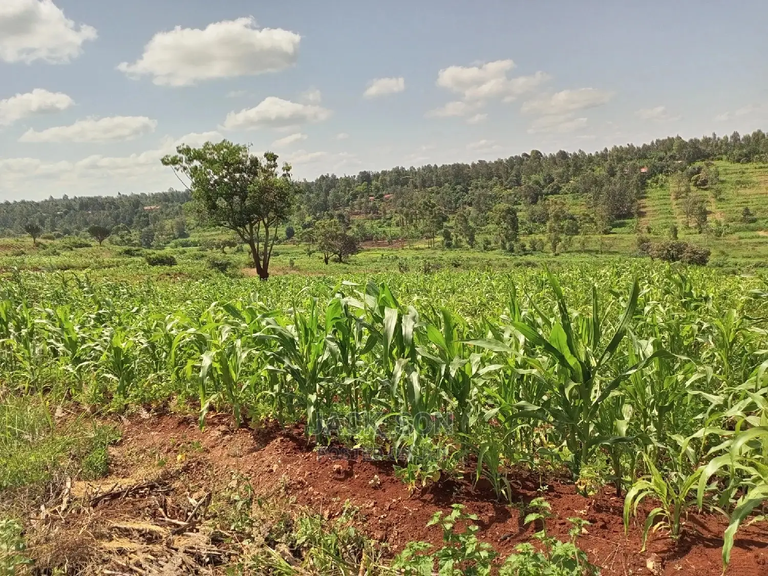 1⁄8plot With Titledeed Kangema Farmland Near Thika Greens