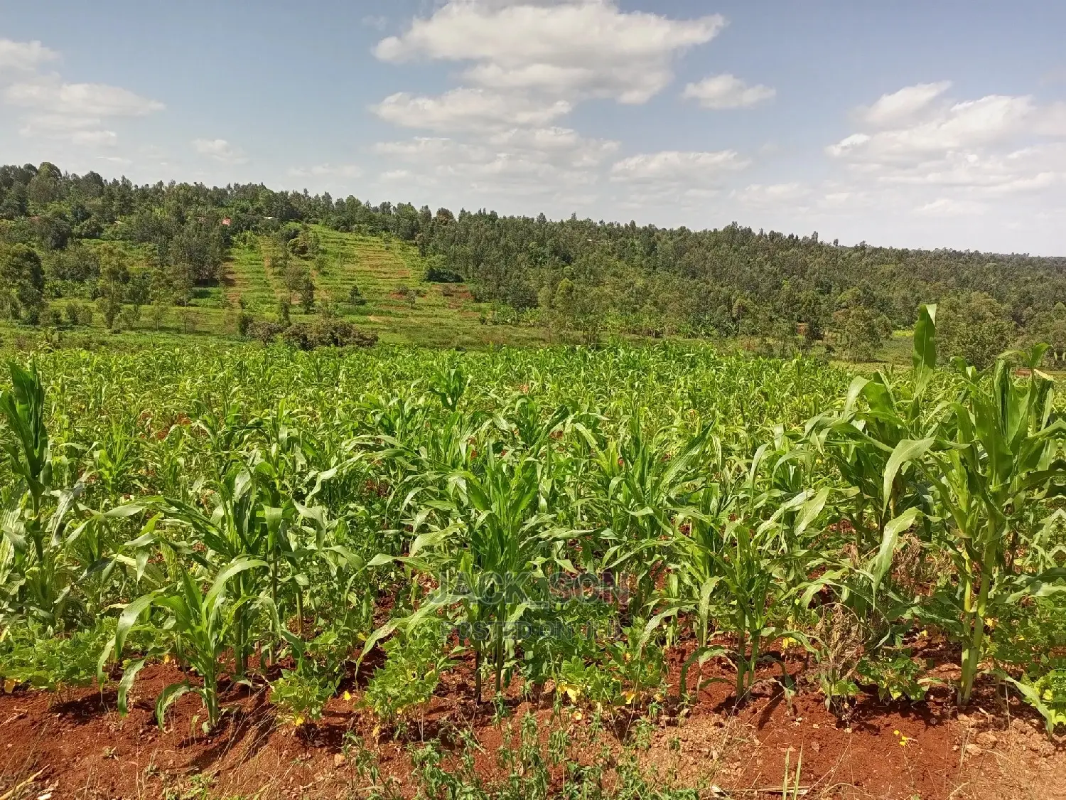 1⁄8plot With Titledeed Kangema Farmland Near Thika Greens