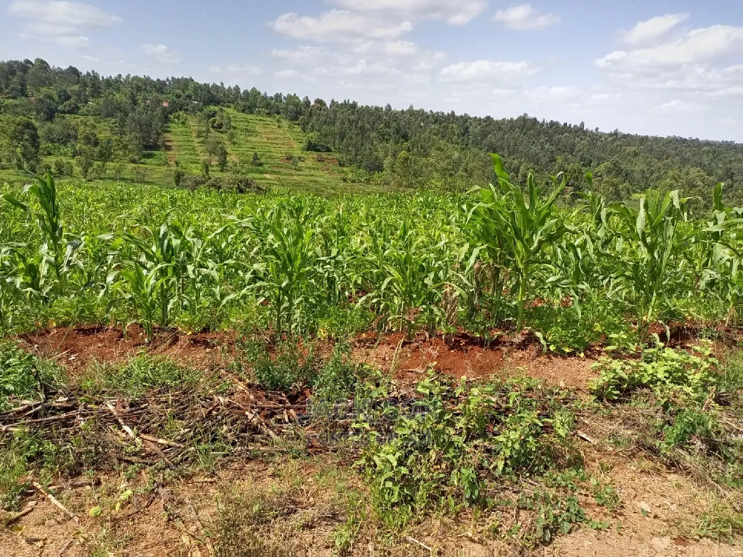 1⁄8plot With Titledeed Kangema Farmland Near Thika Greens