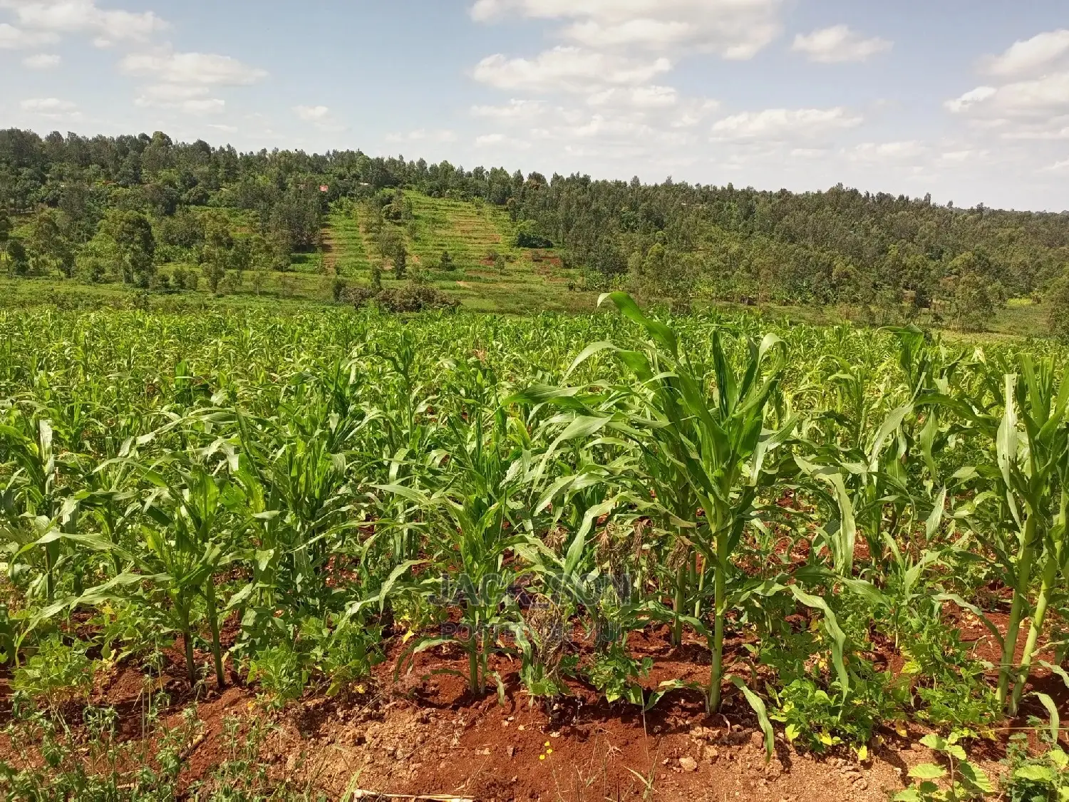 1⁄8plot With Titledeed Kangema Farmland Near Thika Greens