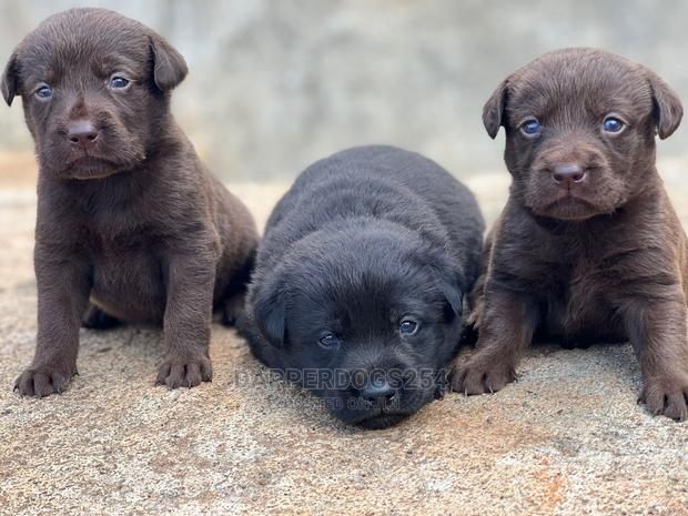 1-3 Month Male Purebred Labrador Retriever
