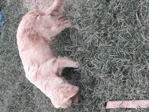 6-12 Month Female Purebred Golden Retriever