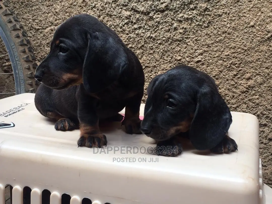 1-3 months Male Purebred Dachshund