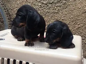 1-3 months Male Purebred Dachshund
