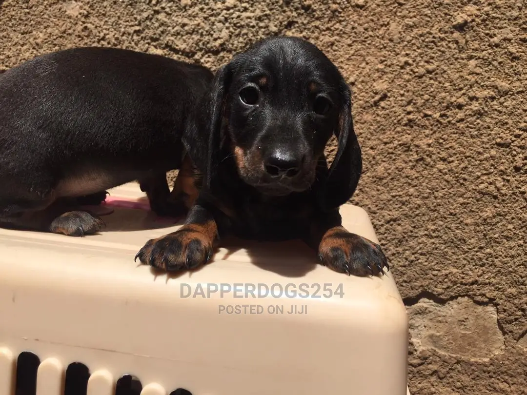 1-3 months Male Purebred Dachshund