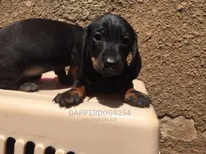 1-3 months Male Purebred Dachshund