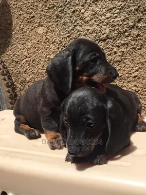 1-3 months Male Purebred Dachshund