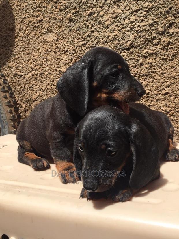 1-3 months Male Purebred Dachshund - thumbnail 2