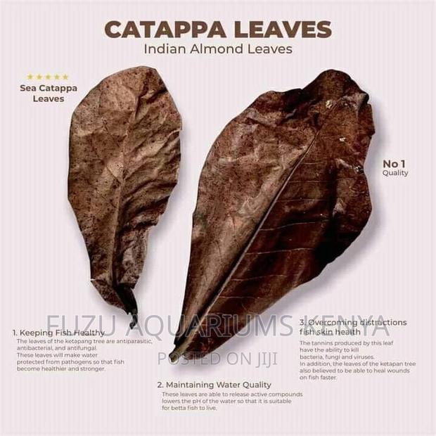 Almond Leaves - thumbnail 3