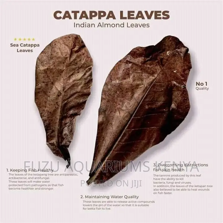 Almond Leaves