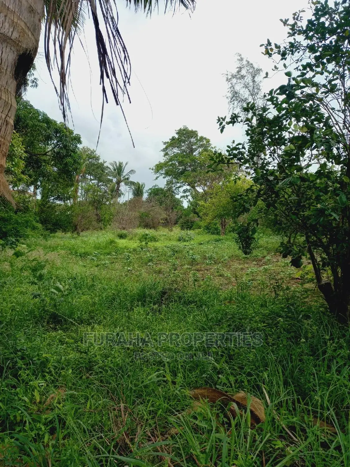 For Sale 4 Acre Agricultural Land Kikambala