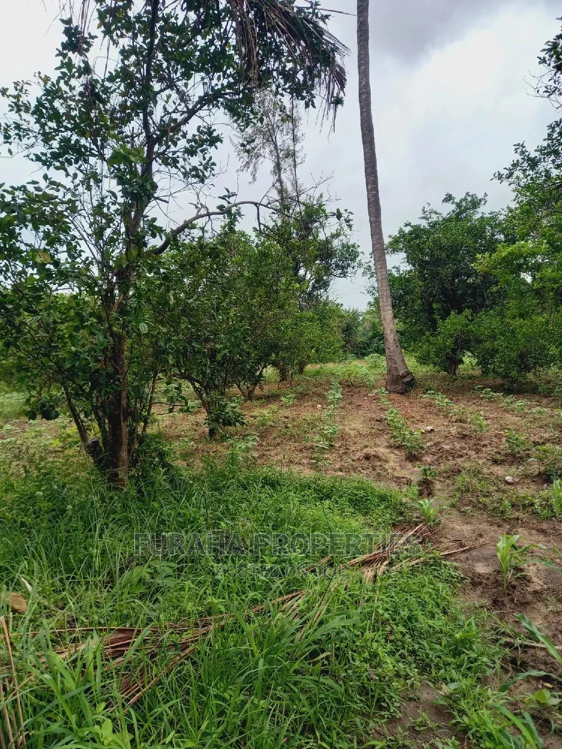 For Sale 4 Acre Agricultural Land Kikambala