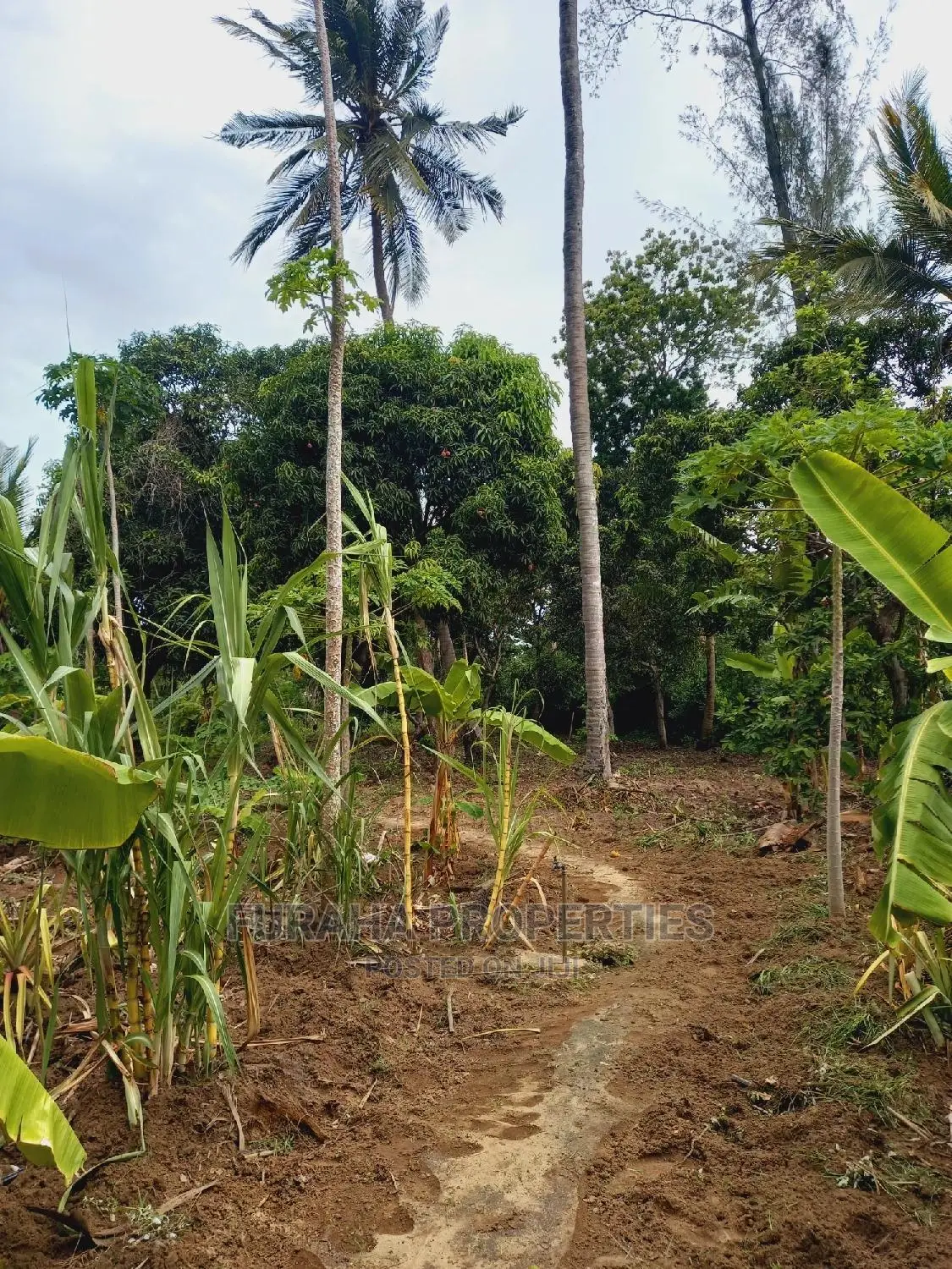 For Sale 4 Acre Agricultural Land Kikambala