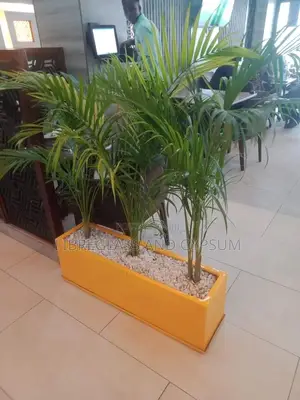 Fiber Pots and Planters