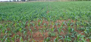 1 Acre Land for Sale in Chepkoilelkapndani in Eldoret