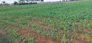 1 Acre Land for Sale in Chepkoilelkapndani in Eldoret