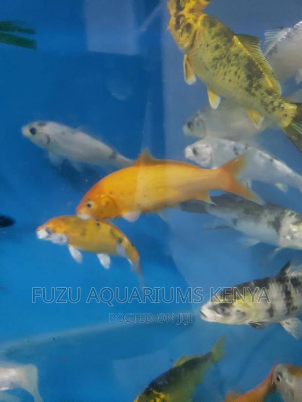 Large Kois 850 - main view