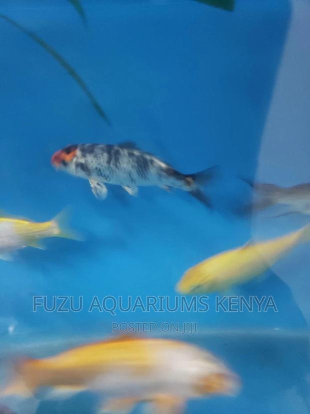 Large Kois 850 - thumbnail 3