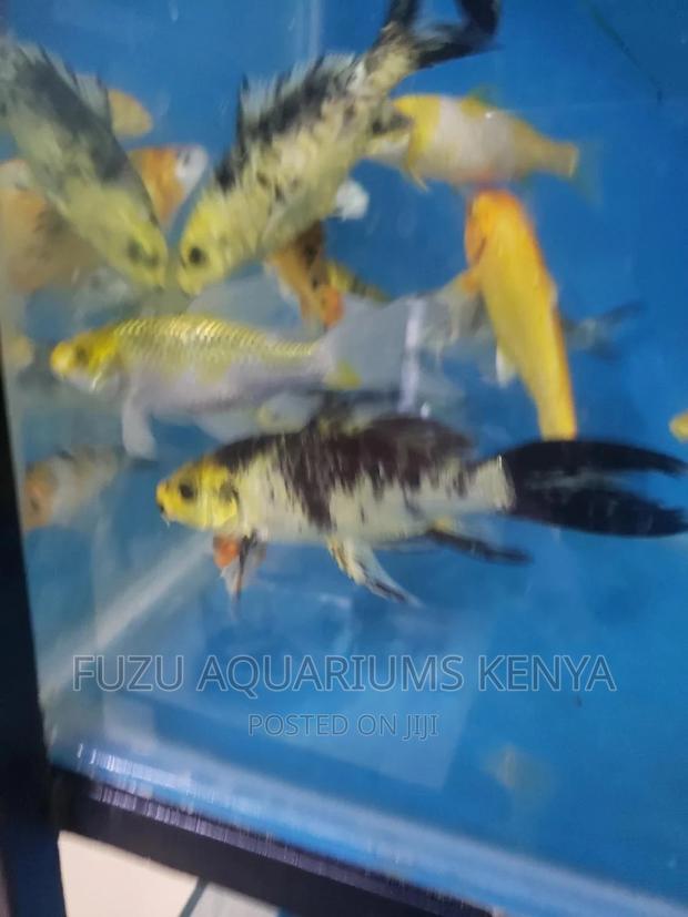 Large Kois 850 - thumbnail 4