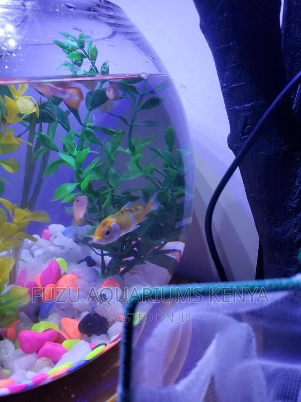 Fish Bowl Aquarium - thumbnail 3