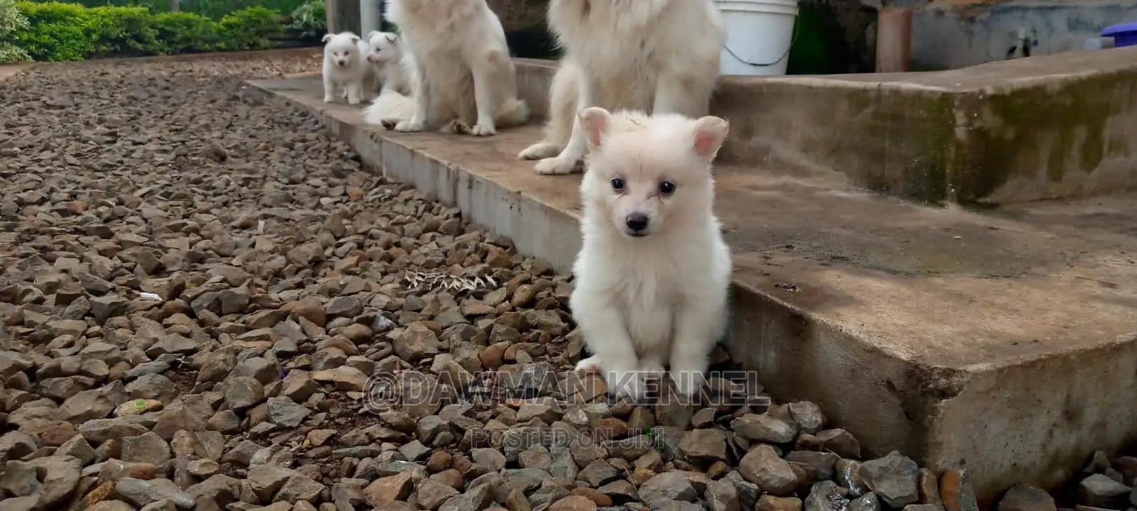 1-3 Month Male Purebred Japanese Spitz
