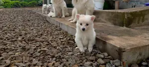 1-3 Month Male Purebred Japanese Spitz
