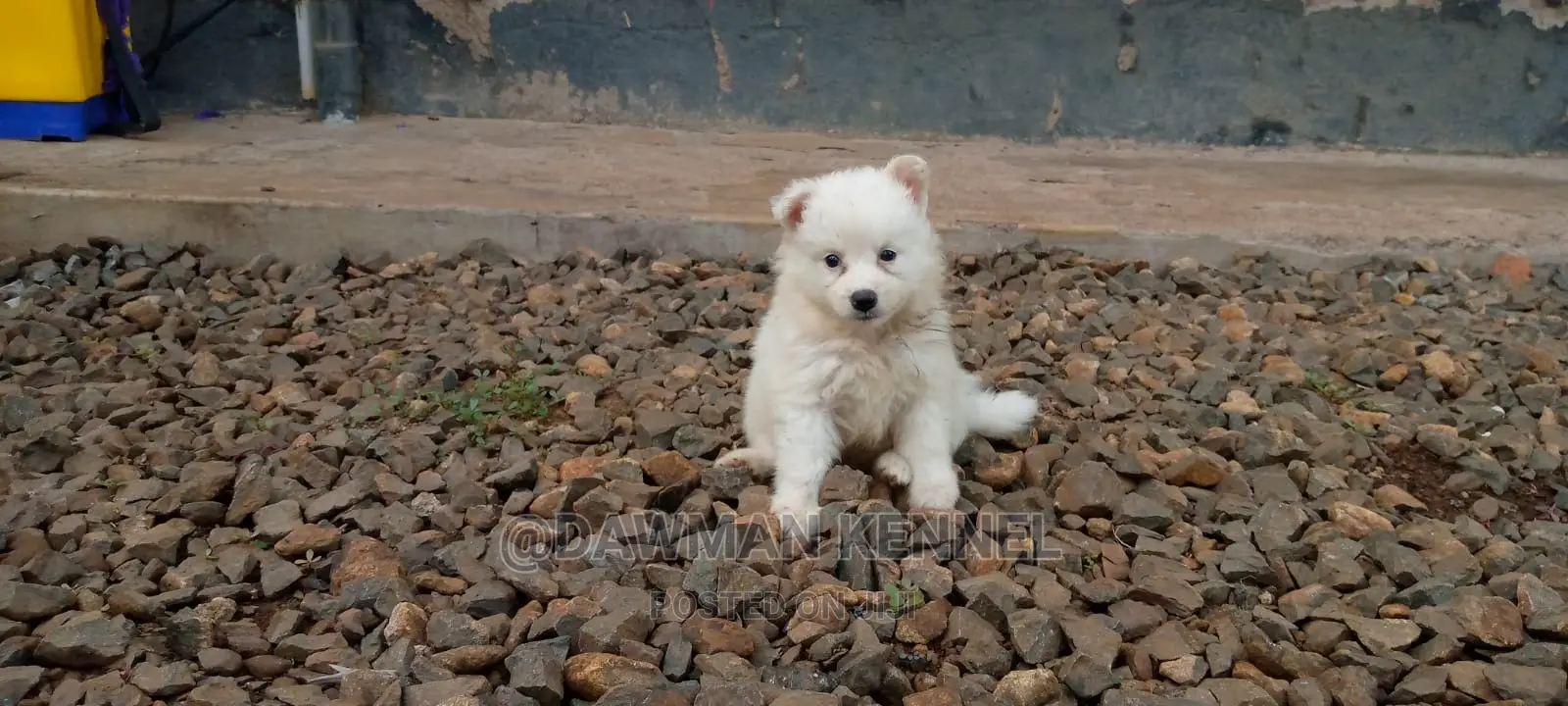 1-3 Month Male Purebred Japanese Spitz