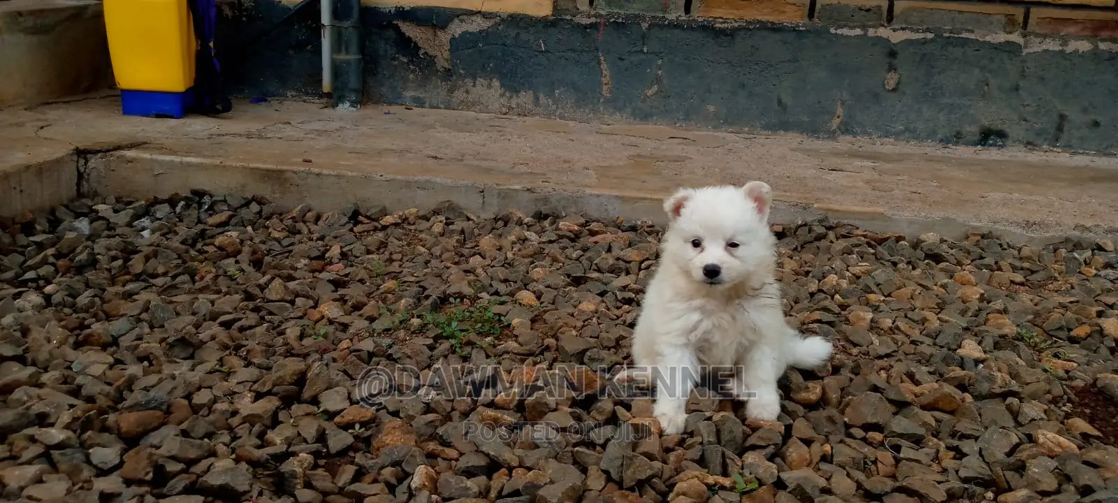 1-3 Month Male Purebred Japanese Spitz